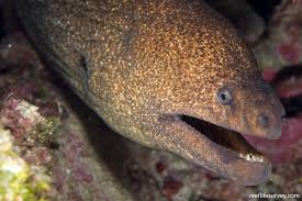 Image result for Gymnothorax vicinus