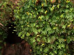 Attēlu rezultāti vaicājumam “Fissidens bryoides sporophyte”