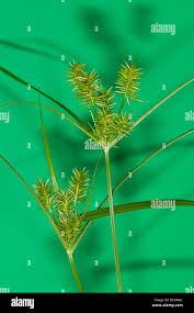 Attēlu rezultāti vaicājumam “Cyperaceae”