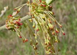Attēlu rezultāti vaicājumam “Acer negundo bud”