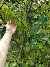 Attēlu rezultāti vaicājumam “Cercis siliquastrum”