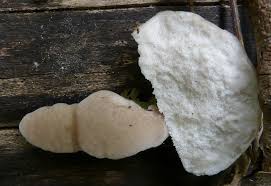 Attēlu rezultāti vaicājumam “Postia tephroleucus”