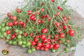 Afbeeldingsresultaat voor rose quartz tomato