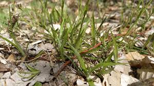 Attēlu rezultāti vaicājumam “Luzula luzuloides leaf”