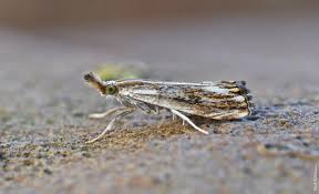 Attēlu rezultāti vaicājumam “Catoptria verellus”