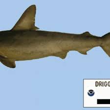 Image result for Sphyrna corona