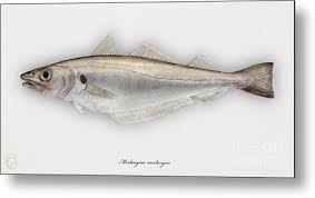 Image result for Merlangius merlangus