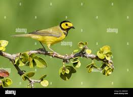 Image result for Wilsonia citrina