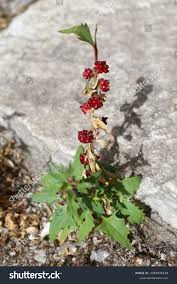 Attēlu rezultāti vaicājumam “Chenopodium foliosum”