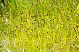 Attēlu rezultāti vaicājumam “Eleocharis uniglumis”