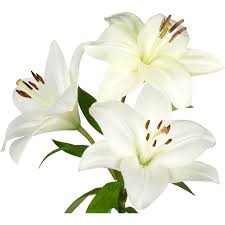 Image result for Lilie