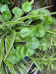 「香菇草」的圖片搜尋結果