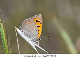 Attēlu rezultāti vaicājumam “Lycaena phlaeas underside”