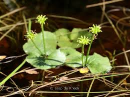 Attēlu rezultāti vaicājumam “Caltha palustris leaf”