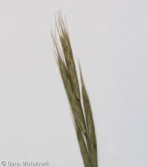 Attēlu rezultāti vaicājumam “Brachypodium sylvaticum fruit”