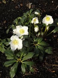 Attēlu rezultāti vaicājumam “Helleborus niger”