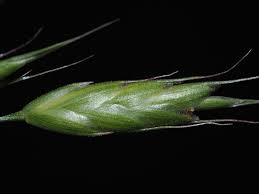 Attēlu rezultāti vaicājumam “Bromus secalinus”