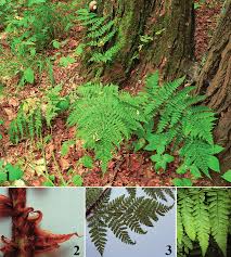 Attēlu rezultāti vaicājumam “Dryopteris dilatata”