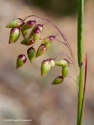 Attēlu rezultāti vaicājumam “Briza media fruit”