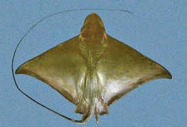 Image result for Myliobatis freminvillei