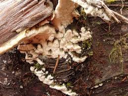 Attēlu rezultāti vaicājumam “Antrodia”