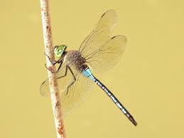 Attēlu rezultāti vaicājumam “Anax parthenope”