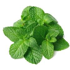 Image result for Menta x piperita