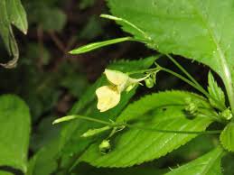 Attēlu rezultāti vaicājumam “Impatiens parviflora leaf”