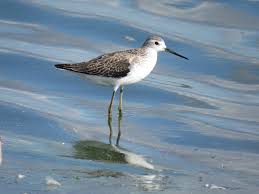 Attēlu rezultāti vaicājumam “Tringa stagnatilis adult”