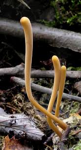 Attēlu rezultāti vaicājumam “Macrotyphula fistulosa var. contorta”