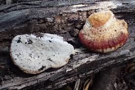 Attēlu rezultāti vaicājumam “Perenniporia subacida”