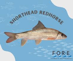 Image result for Moxostoma macrolepidotum