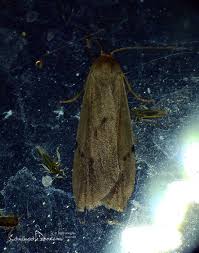 Attēlu rezultāti vaicājumam “Pelosia muscerda”