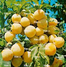 Attēlu rezultāti vaicājumam “Prunus domestica subsp. insitita fruit”