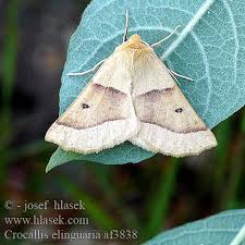 Attēlu rezultāti vaicājumam “Crocallis elinguaria”