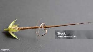 Attēlu rezultāti vaicājumam “Erodium cicutarium bud”