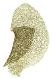 Attēlu rezultāti vaicājumam “Scapania lingulata”