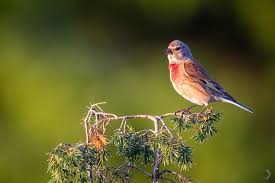 Attēlu rezultāti vaicājumam “Carduelis cannabina adult”