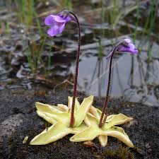 Attēlu rezultāti vaicājumam “Lentibulariaceae”
