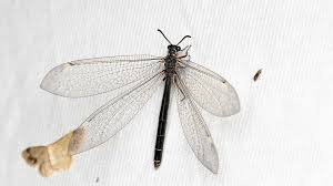 Attēlu rezultāti vaicājumam “Myrmeleontidae”