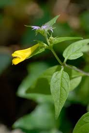 Attēlu rezultāti vaicājumam “Melampyrum nemorosum”