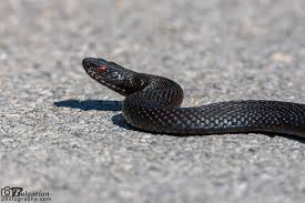 Attēlu rezultāti vaicājumam “Vipera berus”