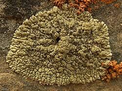 Attēlu rezultāti vaicājumam “Pertusaria pertusa”