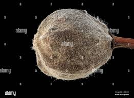 Attēlu rezultāti vaicājumam “Tilia platyphyllos Laciniata fruit”