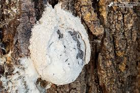 Attēlu rezultāti vaicājumam “Fuligo cinerea”