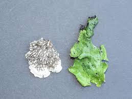 Attēlu rezultāti vaicājumam “Peltigera leucophlebia”