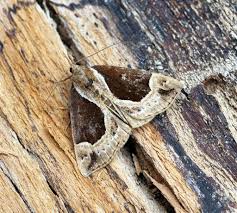 Attēlu rezultāti vaicājumam “Hypena crassalis”