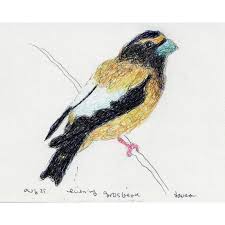 Image result for Hesperiphona vespertina