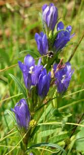 Attēlu rezultāti vaicājumam “Gentiana pneumonanthe”