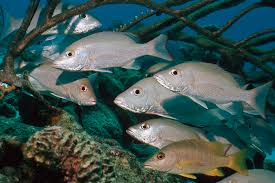 Image result for Lutjanus mahogoni